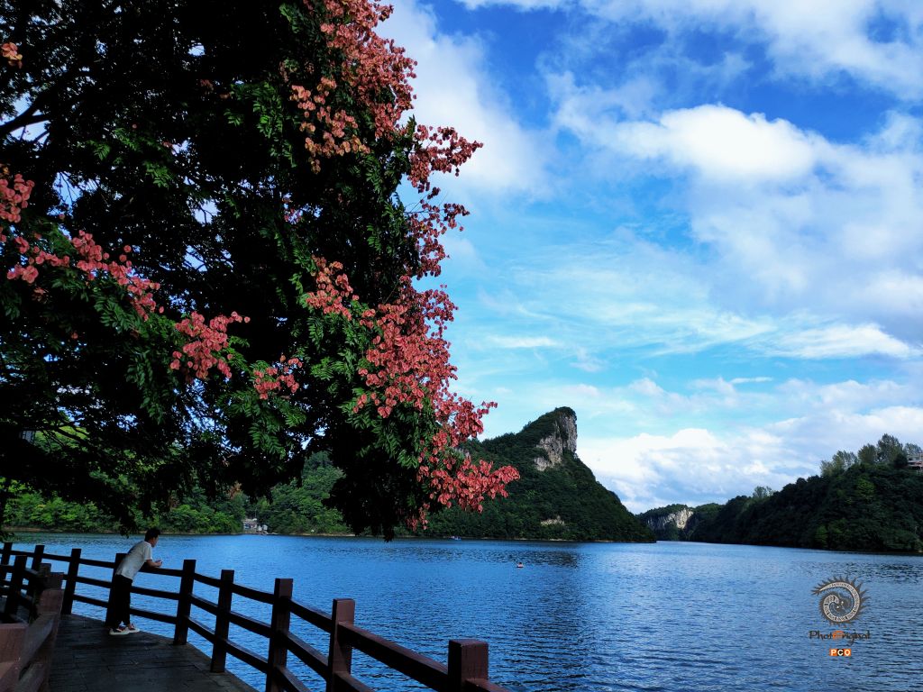 野山核桃花