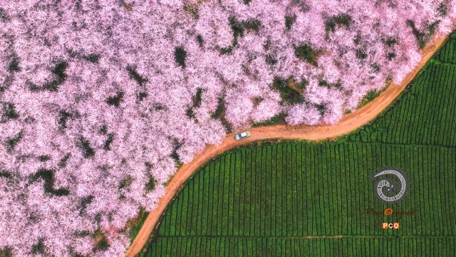 樱花茶园养生之地