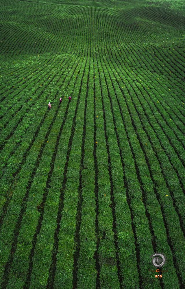 绿绿葱葱的茶园全景图