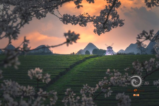 黄昏下的樱花茶园
