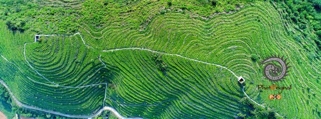 山和水茶场