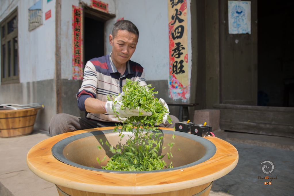 春日采茶忙