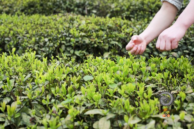 执茶之手