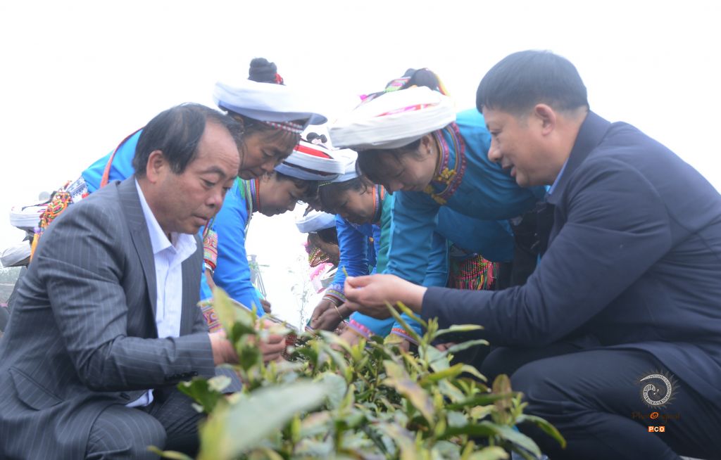 贵州普安：“白叶一号”感恩茶开采