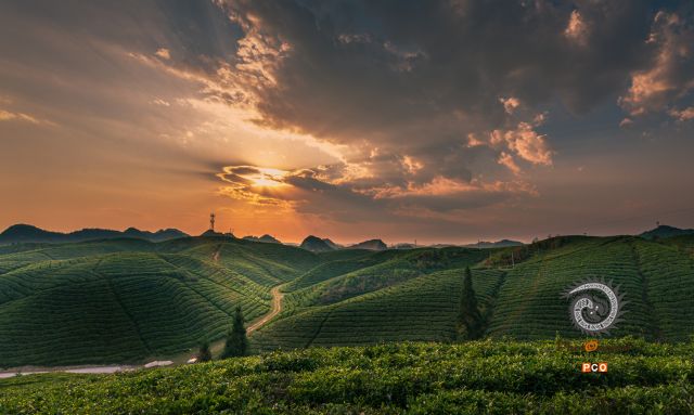 安顺山京茶场