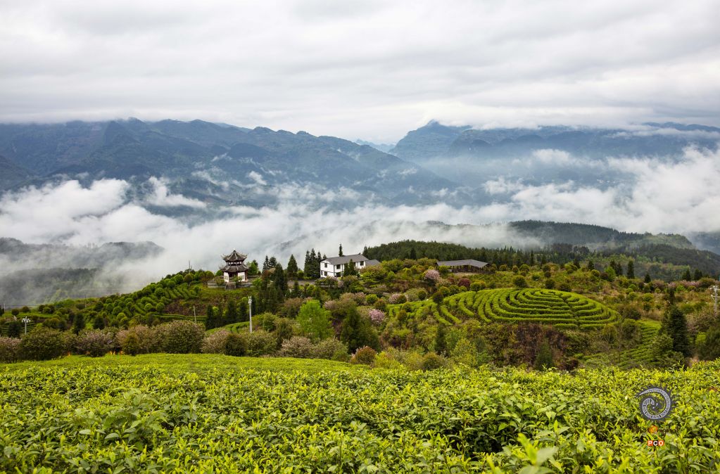 仡山春芽