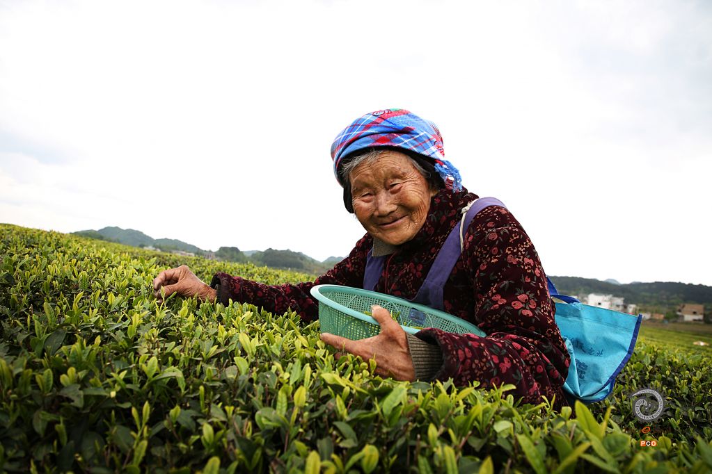 采春茶的老奶奶