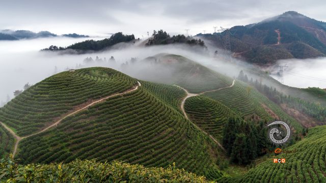 《轻纱雾绕羞茶园》