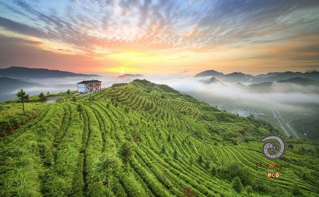 云雾茶山迎朝阳
