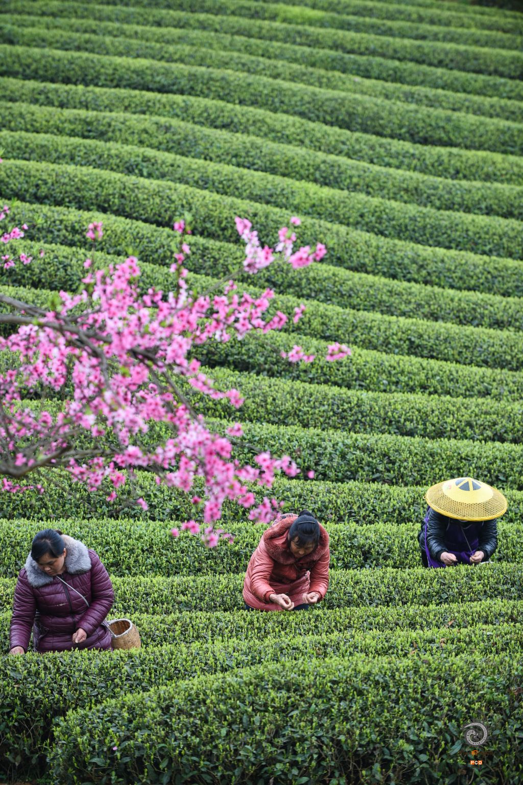茶园春色