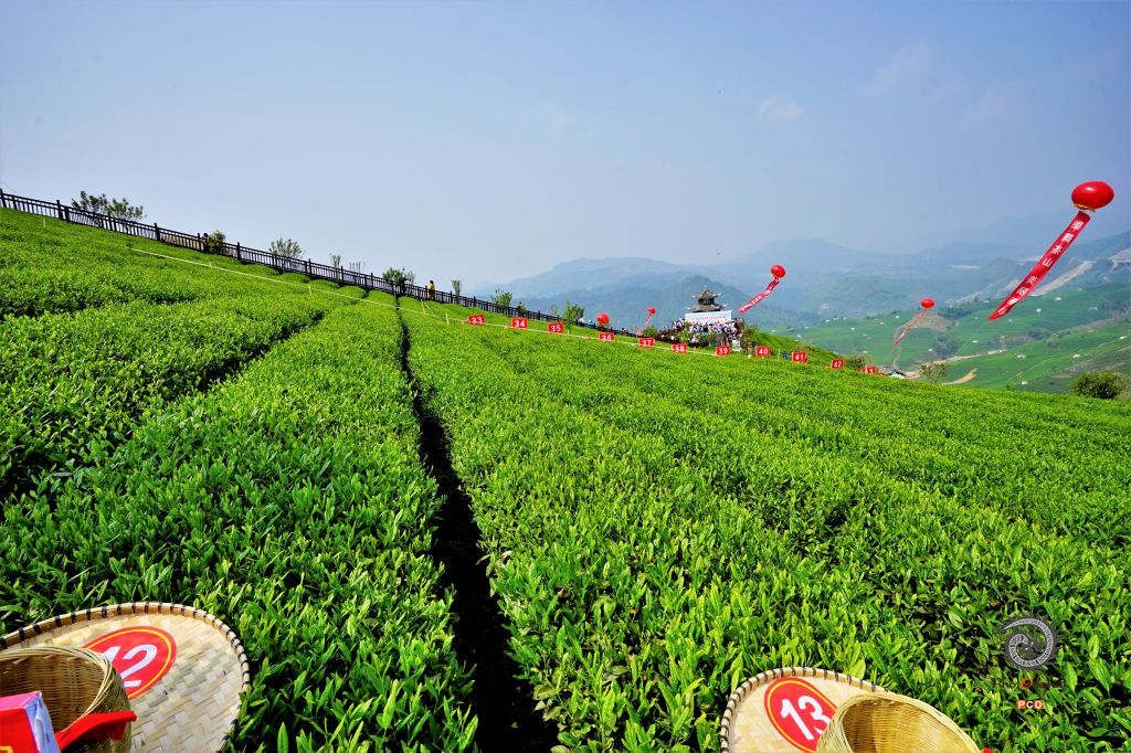春茶开摘