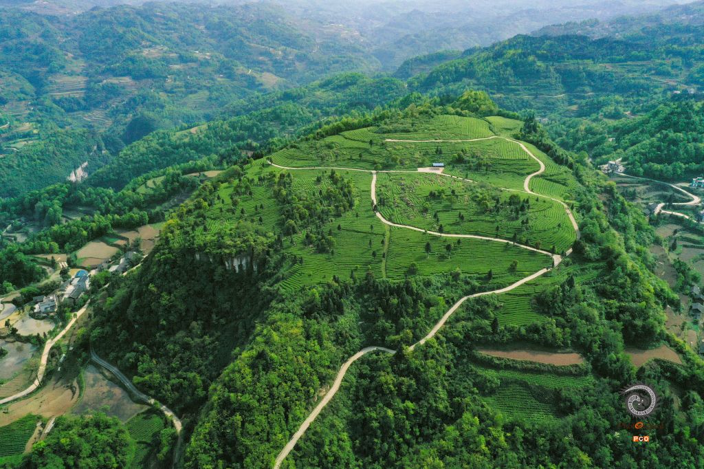 盘云山生态茶园