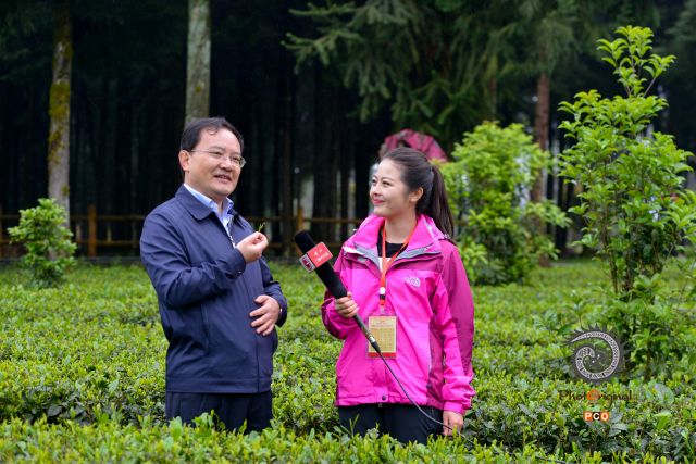 县委书记为凤冈锌硒茶代言