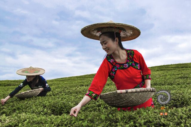茶姑
