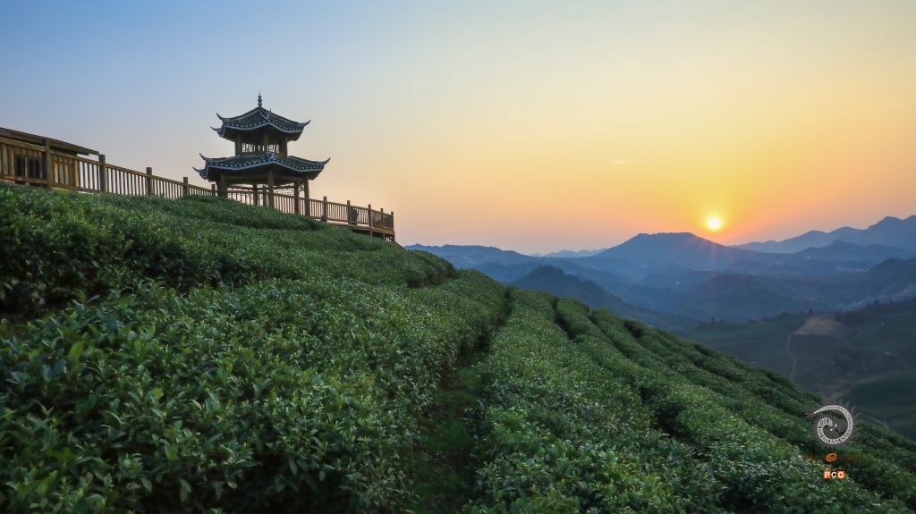 贵定春茶采摘忙