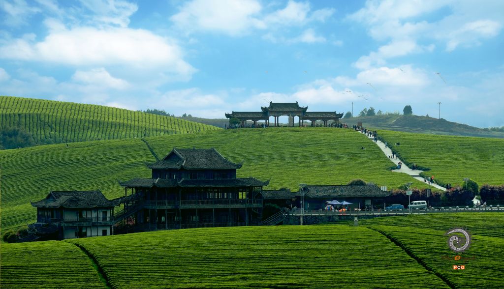 茶园度假