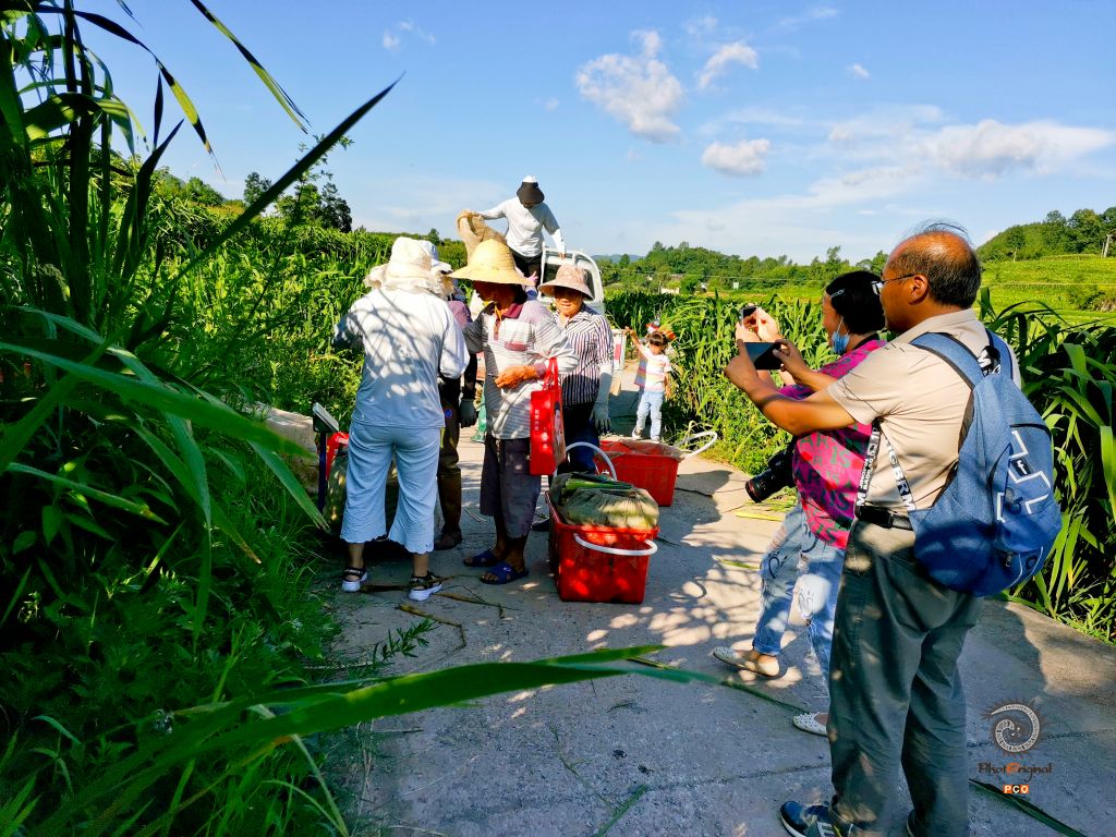 收获中的收获——茭白致富产业收获时节