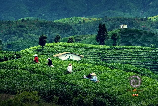 采茶忙