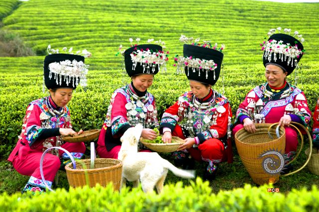 喜摘春茶