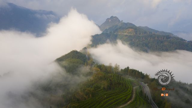 《茶山韵》
