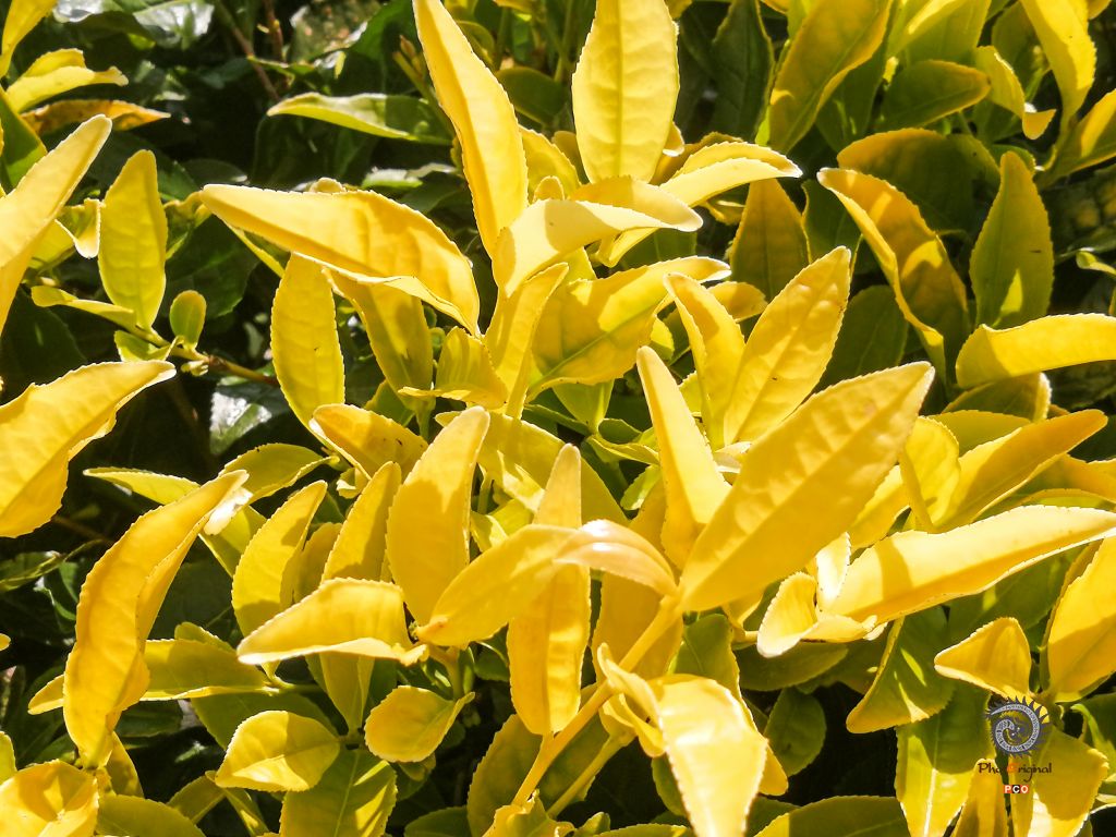 茶王黄金芽