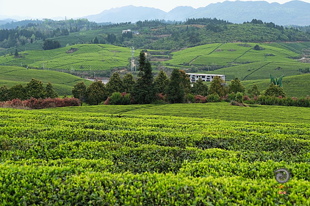 美丽的茶园