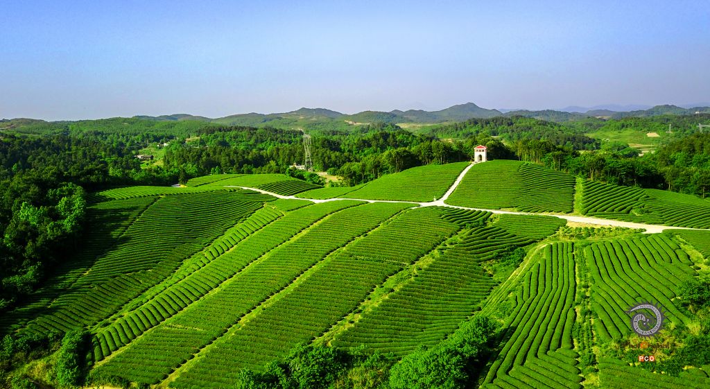 《生态茶园》