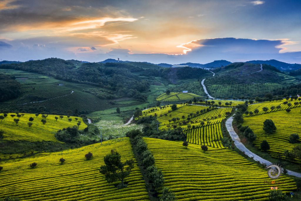 《夕照茶园》