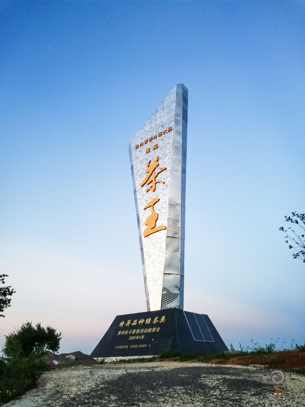 茶王黄金芽