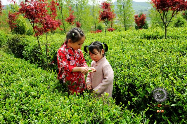 识茶