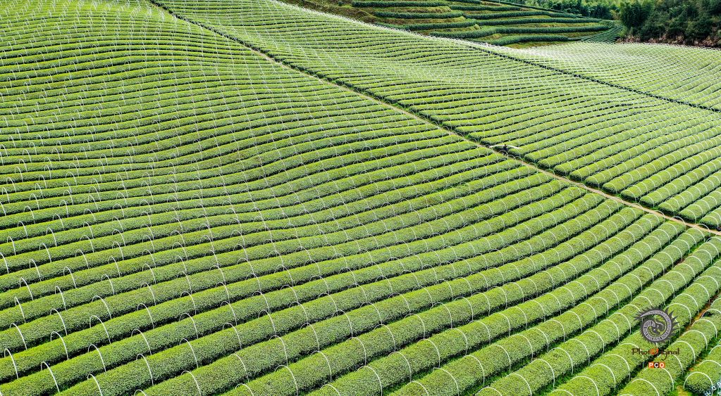 美丽生态茶园梦