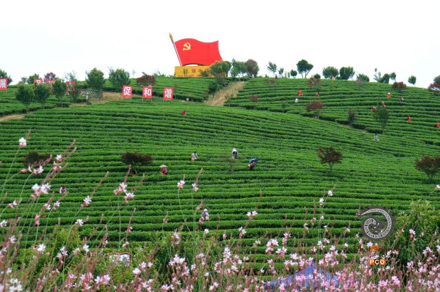 瓮安黄金芽茶园