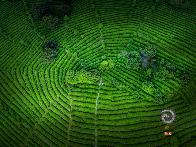 茶园