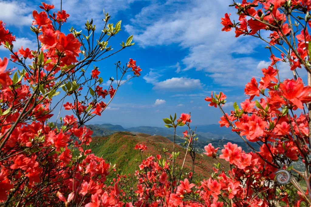 大高山万亩映山红