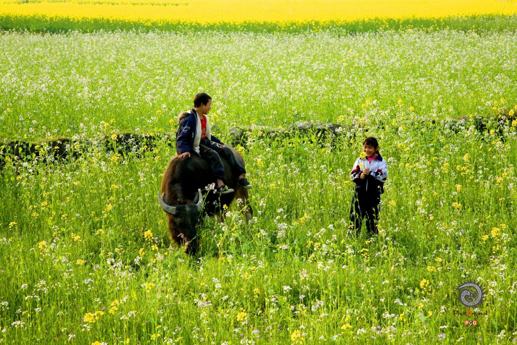 花儿与少年