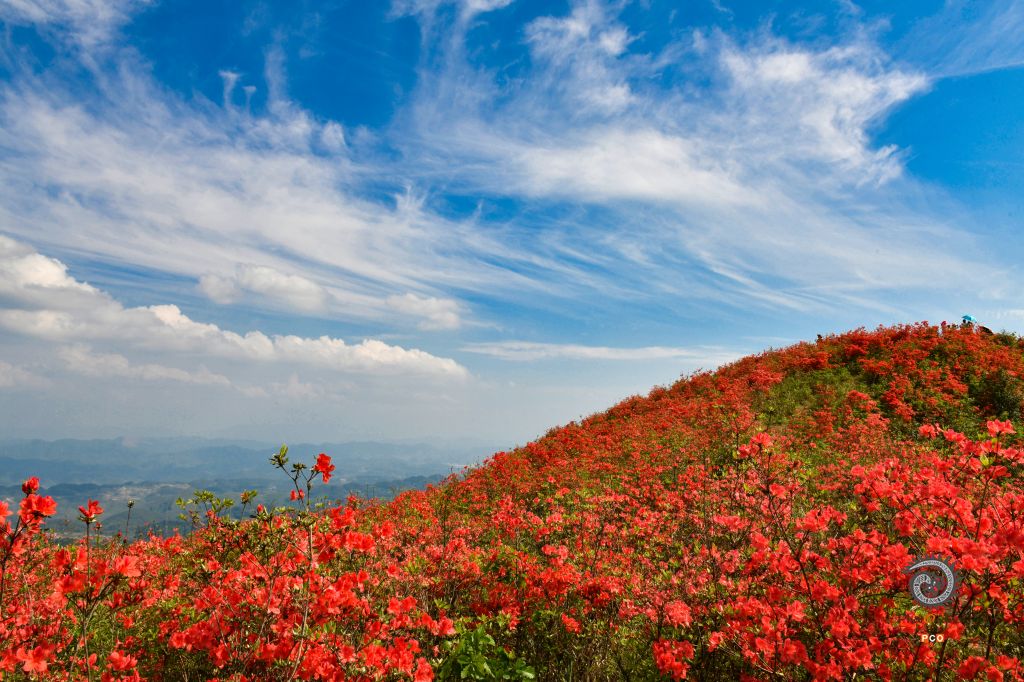 大高山万亩映山红
