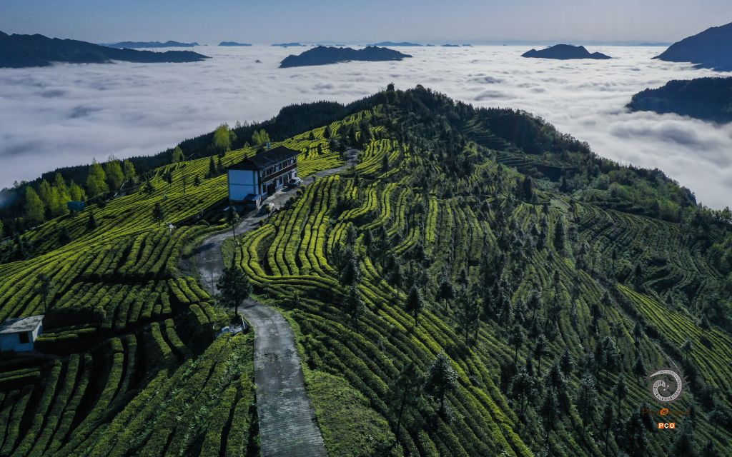 茶之韵（专业组.航拍类）