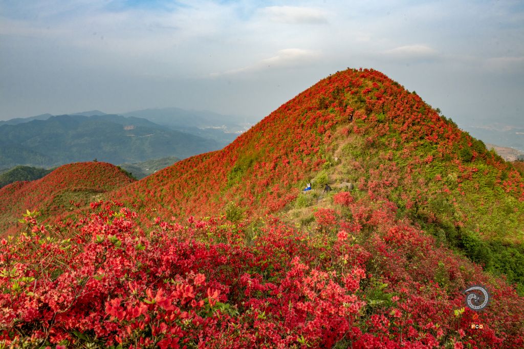 大高山万亩映山红