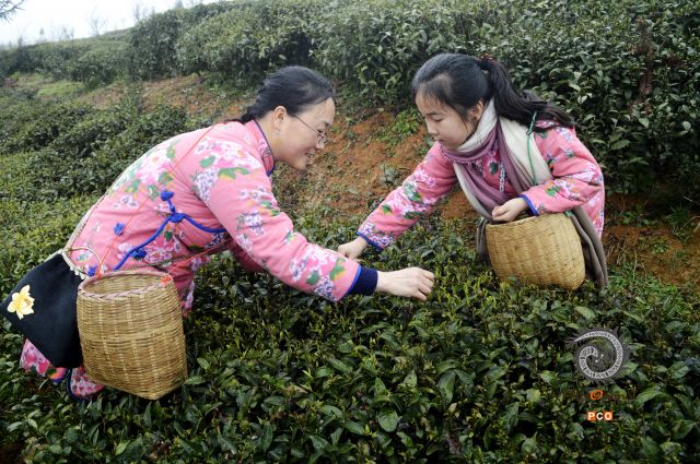 采茶
