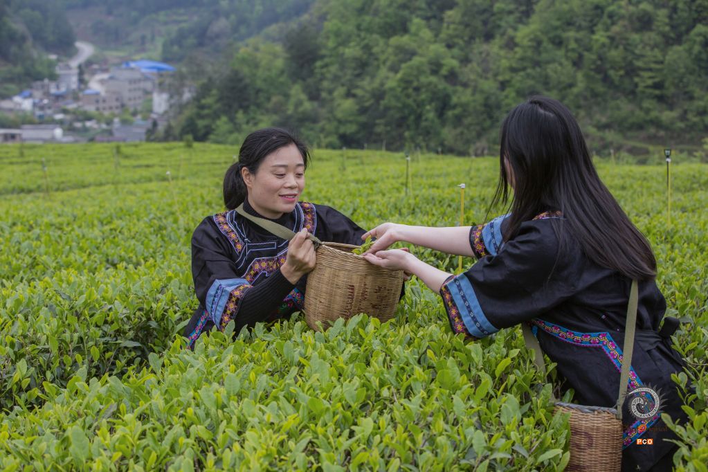 安顺茶山处处香