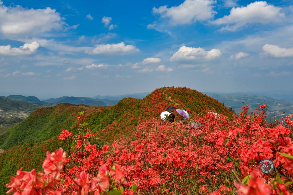 大高山万亩映山红
