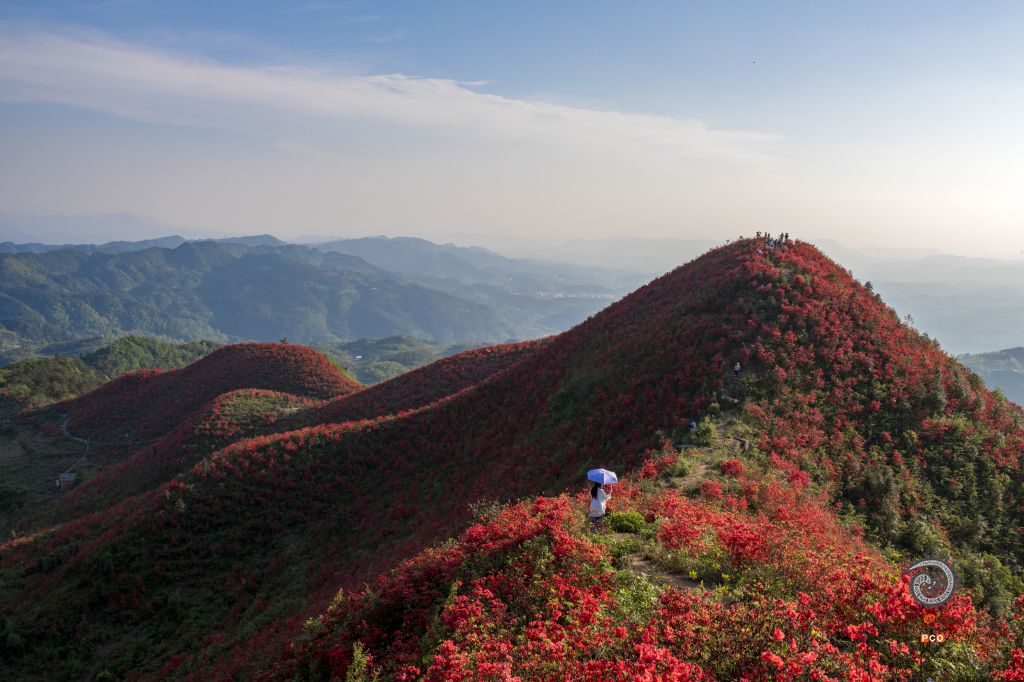大高山万亩映山红