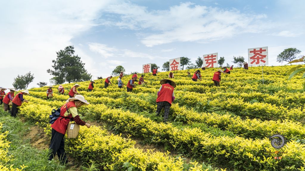 《采茶忙》组图
