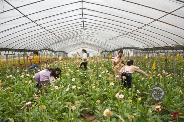 花圃盛开引客来