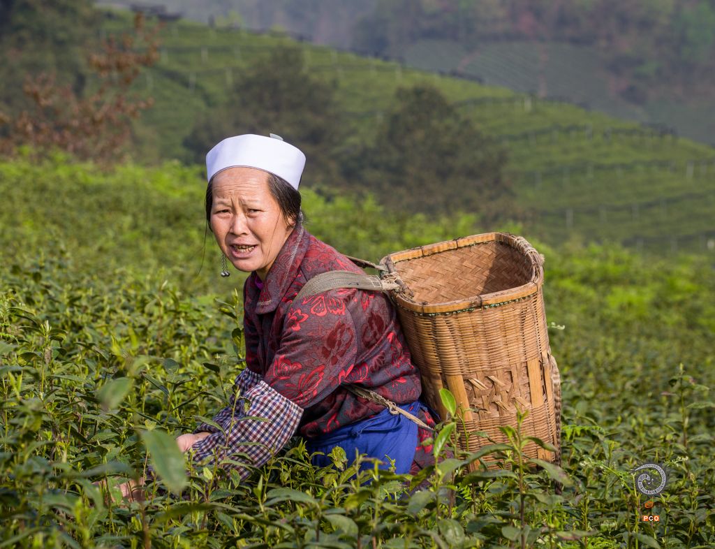 茶园春早