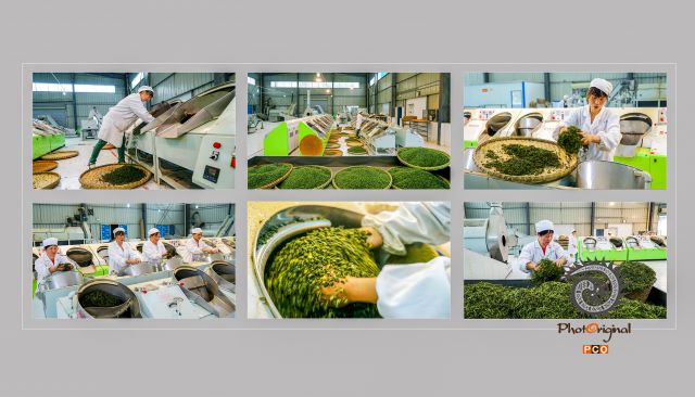 《欧标茶茶叶加工》专业组