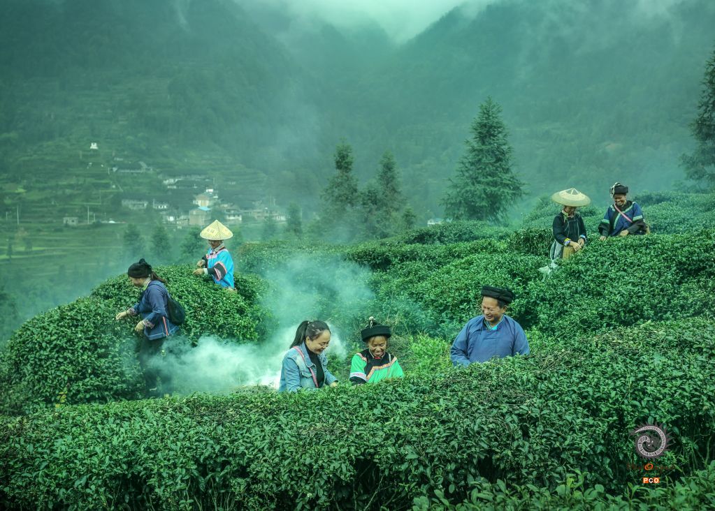 采茶（青少年组）