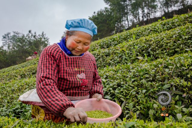 《茶太》（老年组）