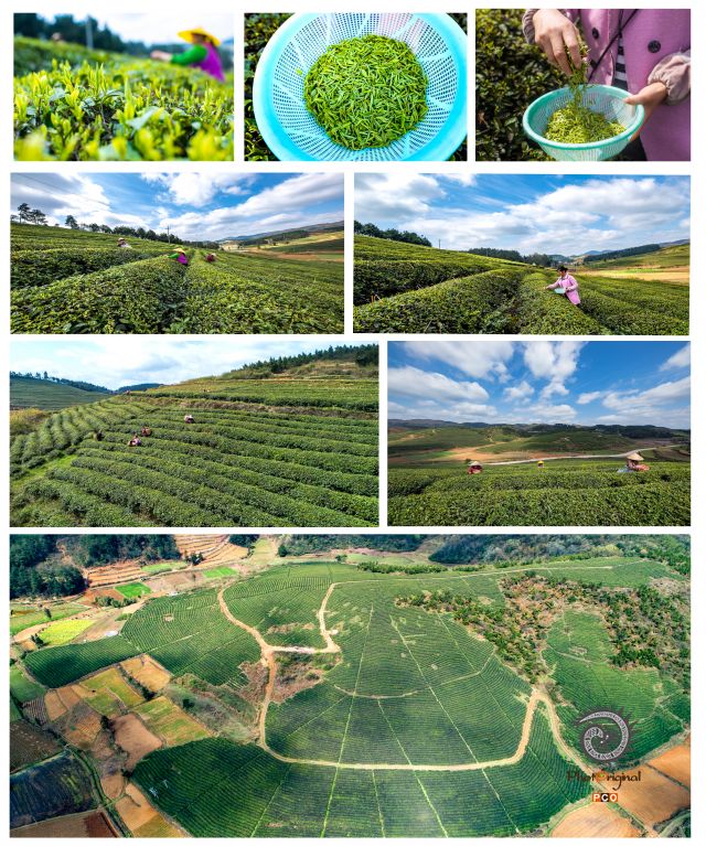 《客楼茶叶产业基地》