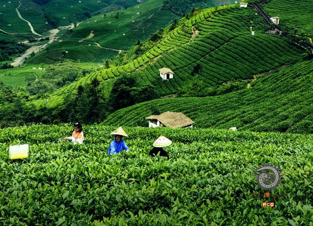 采茶祖孙